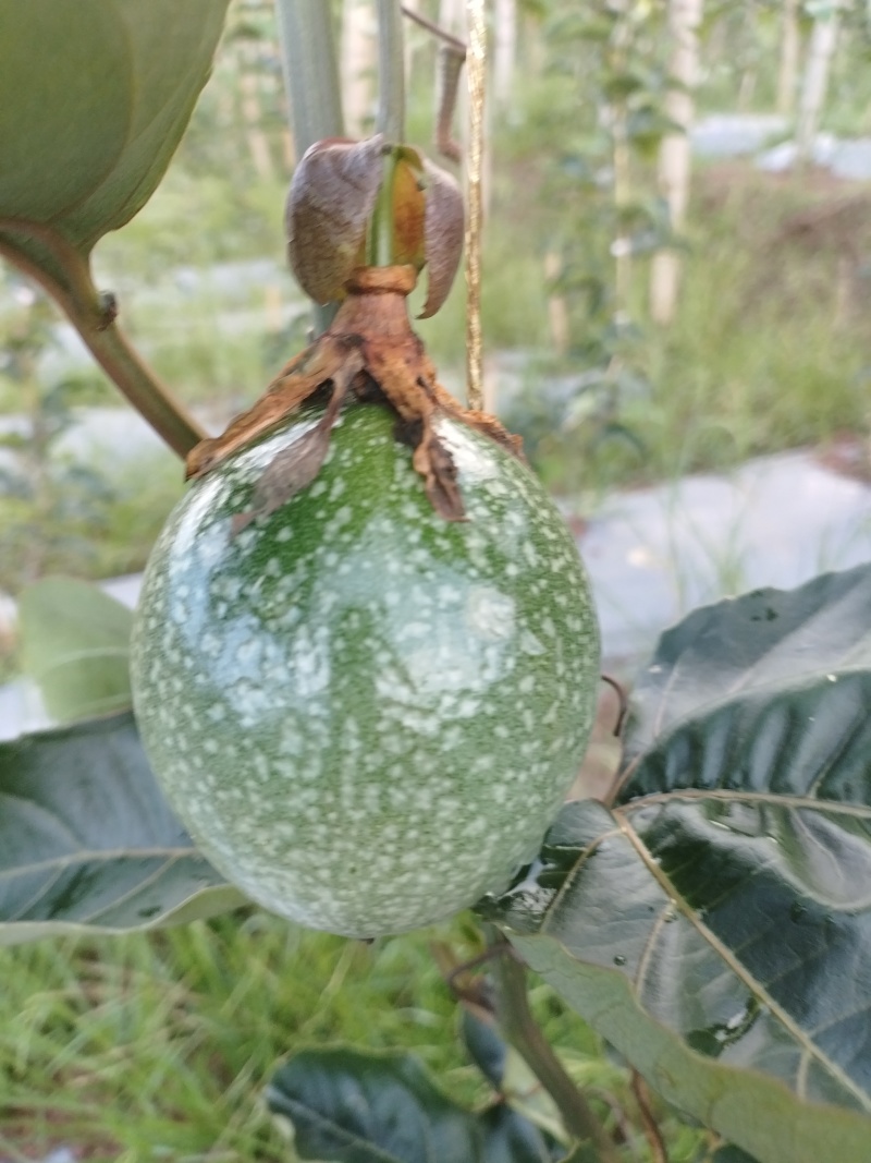 百香果