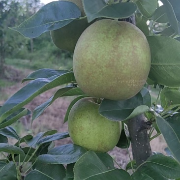 翠冠梨，圆黄梨