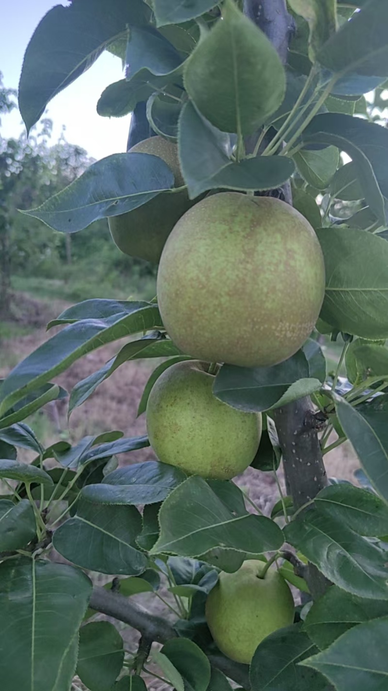 翠冠梨，圆黄梨