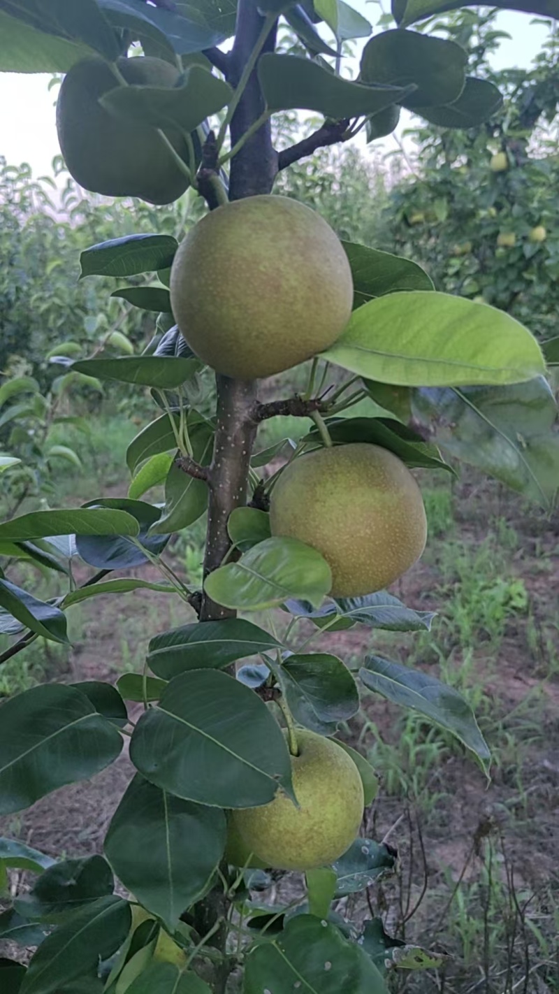 翠冠梨，圆黄梨