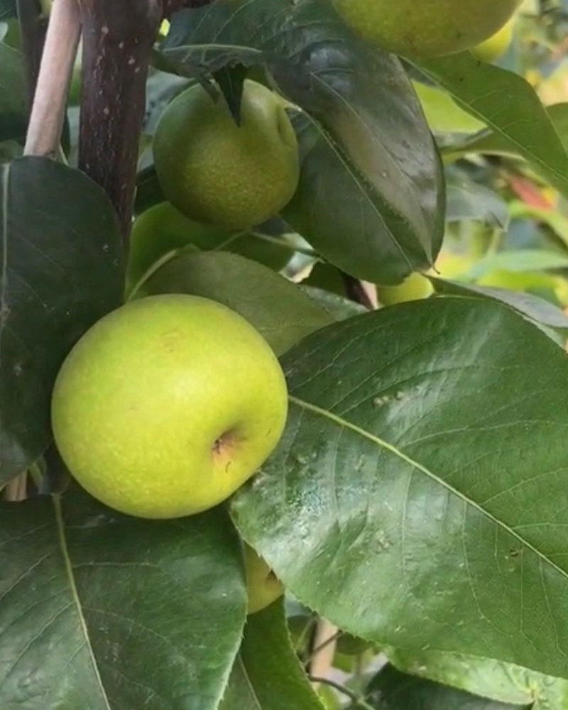 翠冠梨