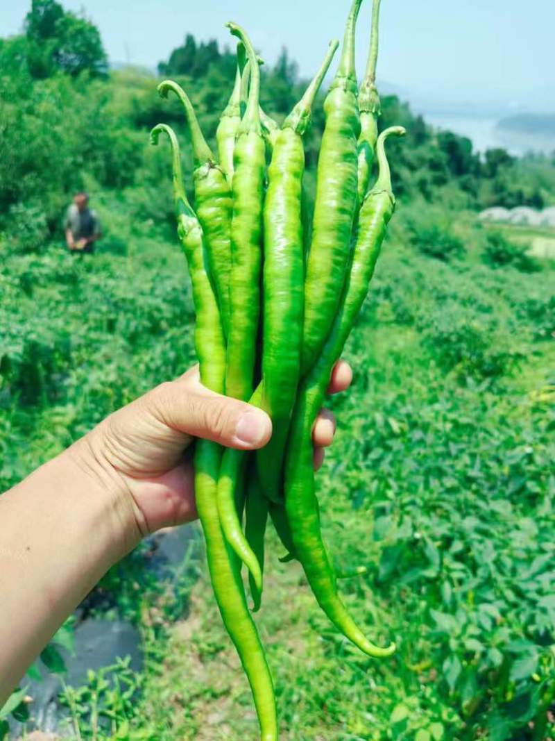 高山各类辣椒大量有货，欢迎大家订购保质保量