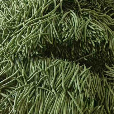 湖北四季豆新鲜蔬菜豆角类直供批发欢迎大家订购