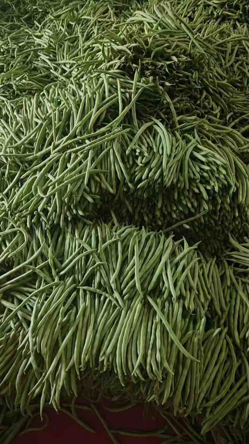 湖北四季豆新鲜蔬菜豆角类直供批发欢迎大家订购