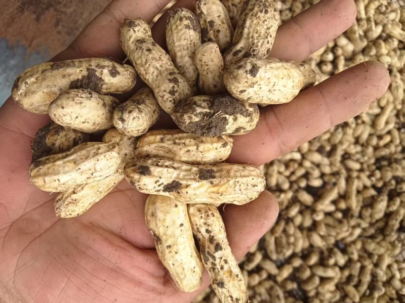 果子饱满，新鲜，价格低