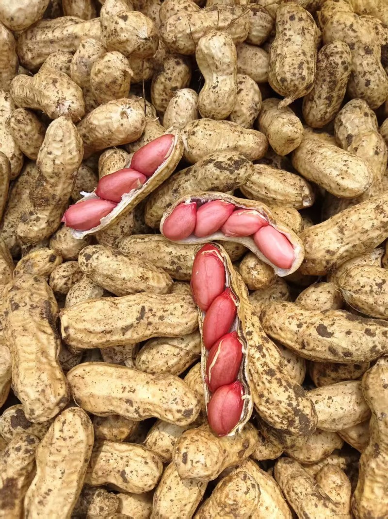 果子饱满，新鲜，价格低