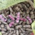 果子饱满，新鲜，价格低