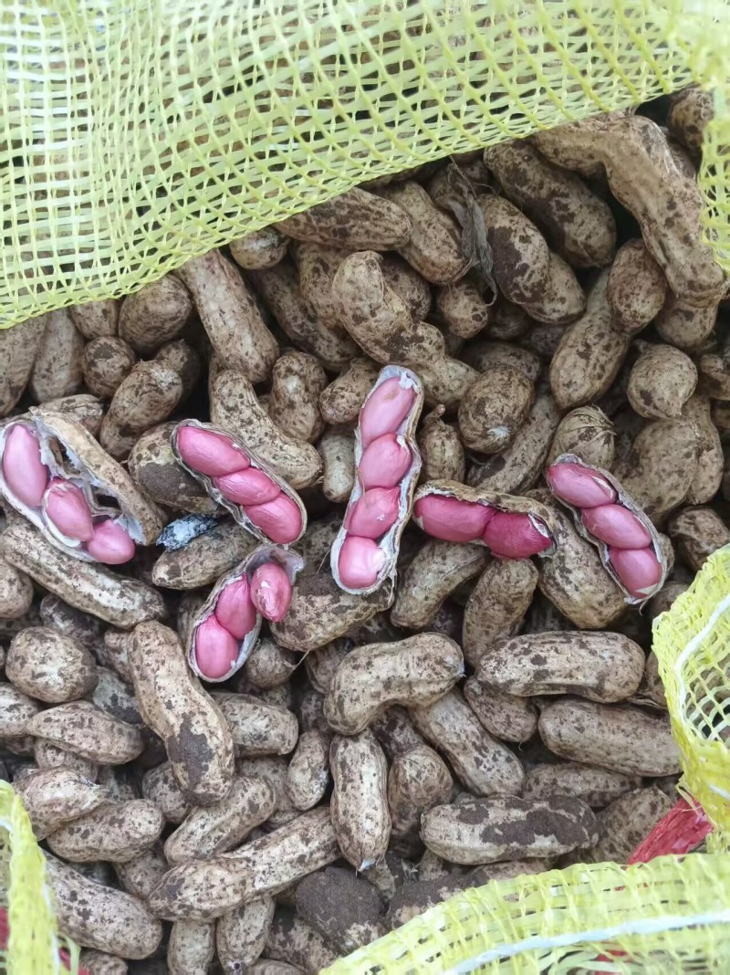 果子饱满，新鲜，价格低