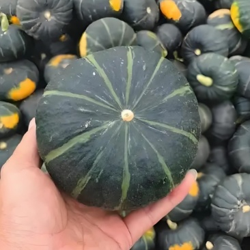 山西贝贝南瓜