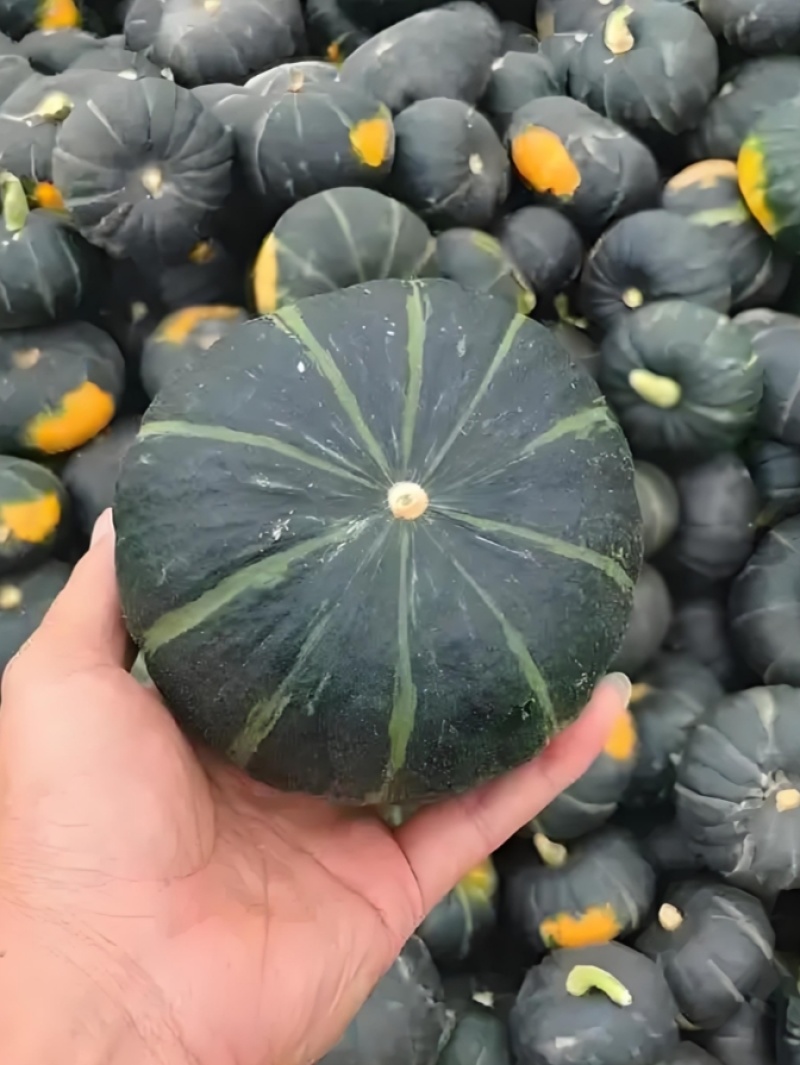 山西贝贝南瓜