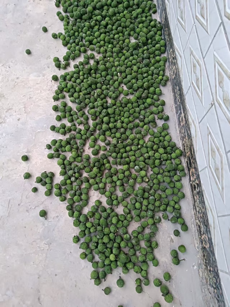 构树果