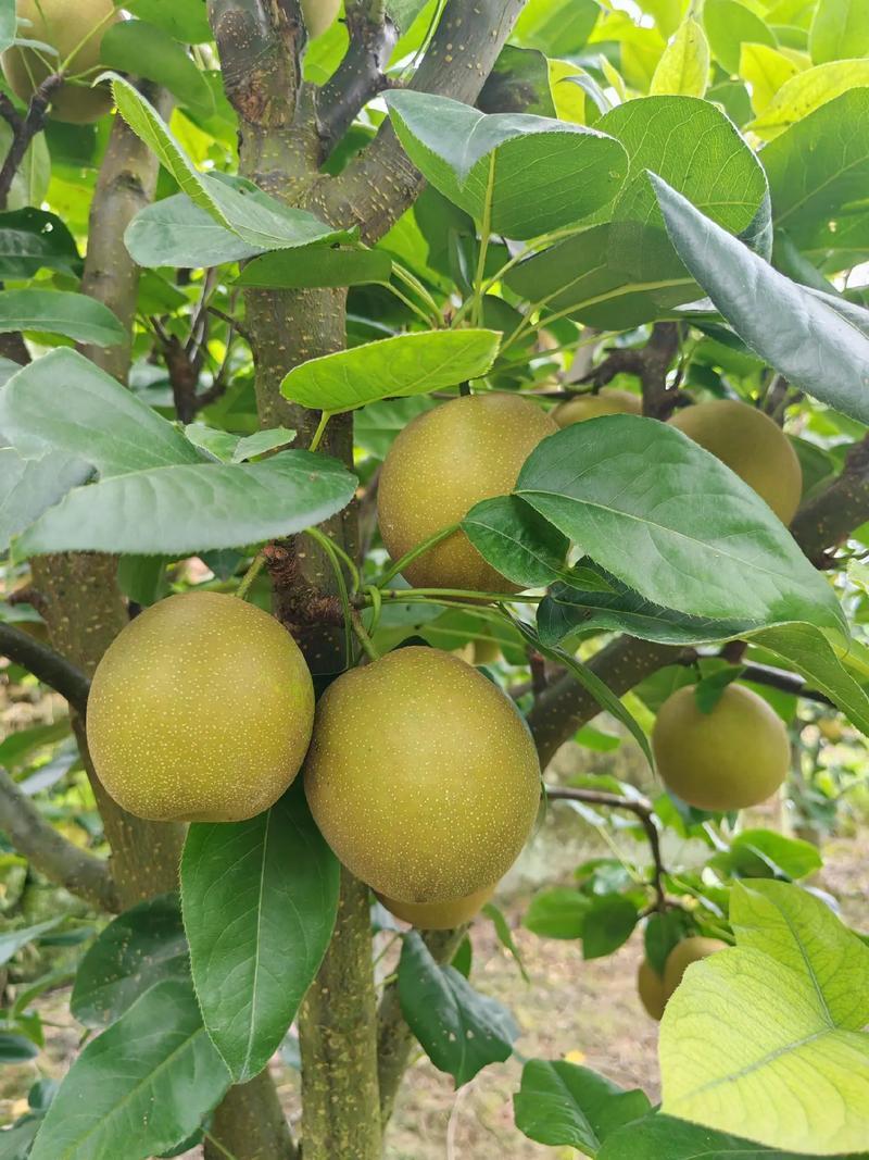 翠冠梨