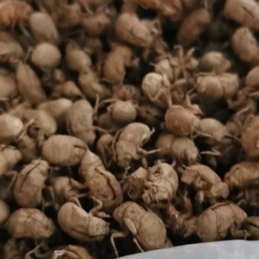 小蝉壳皮