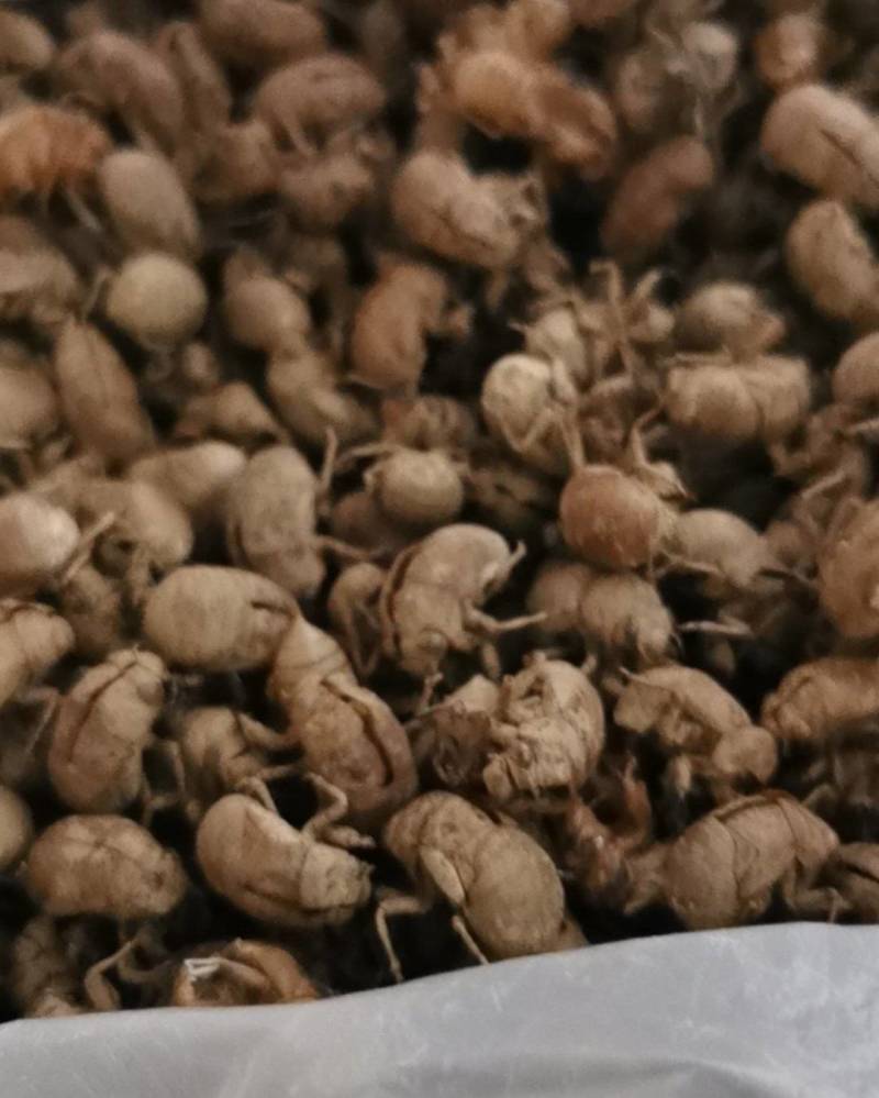 小蝉壳皮