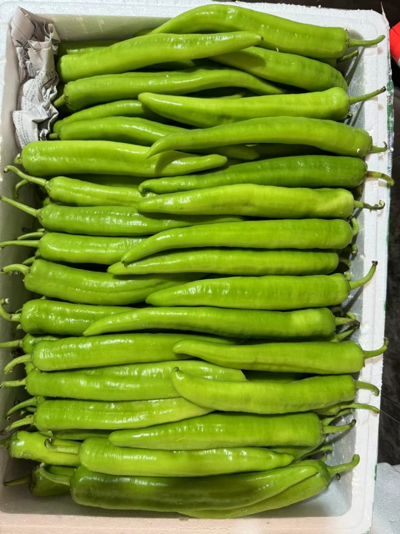 芜湖青椒（薄皮椒），螺丝椒，螺线椒，黄皮尖椒（羊角椒，）