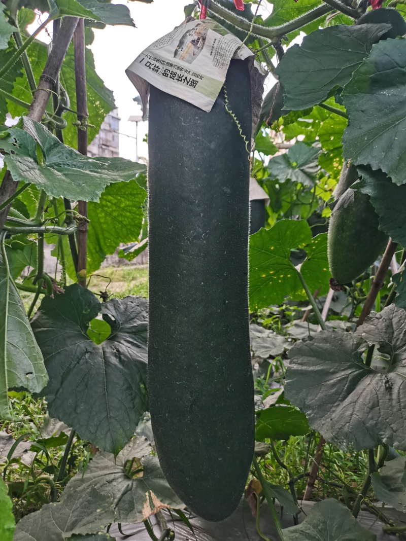 我要卖黑皮吊冬瓜
