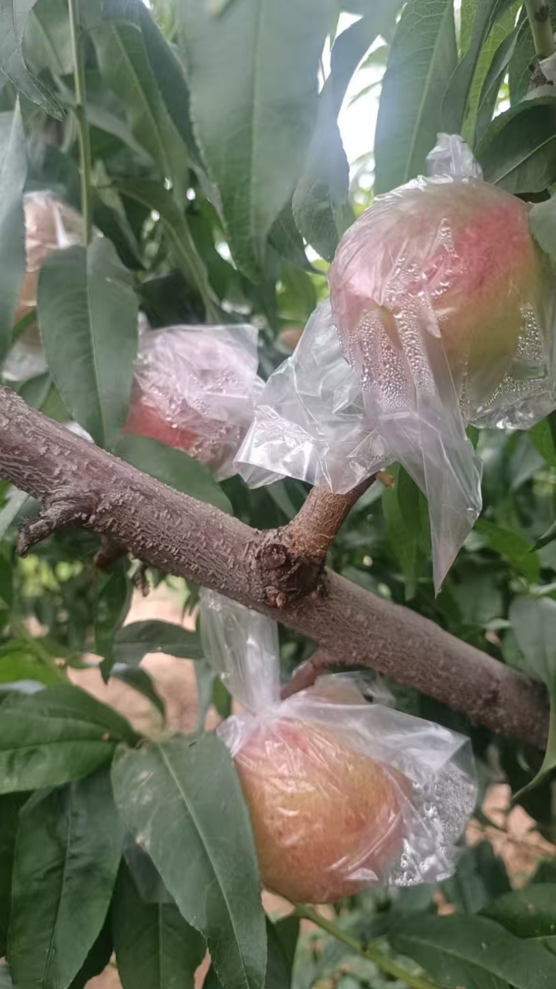 陕西杠九油桃