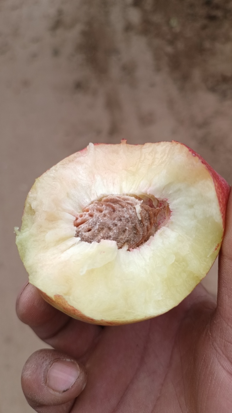 陕西杠九油桃