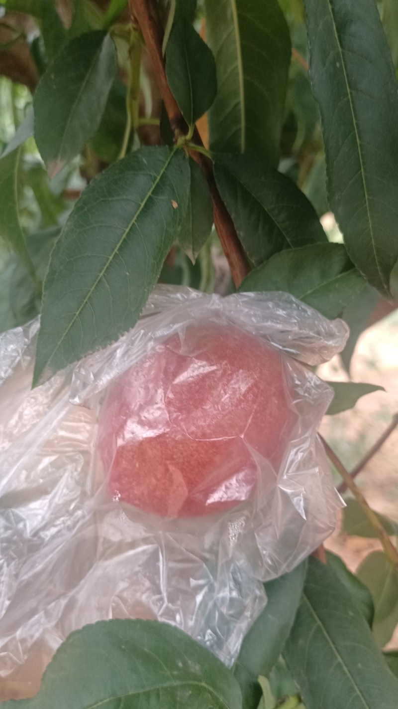 陕西杠九油桃