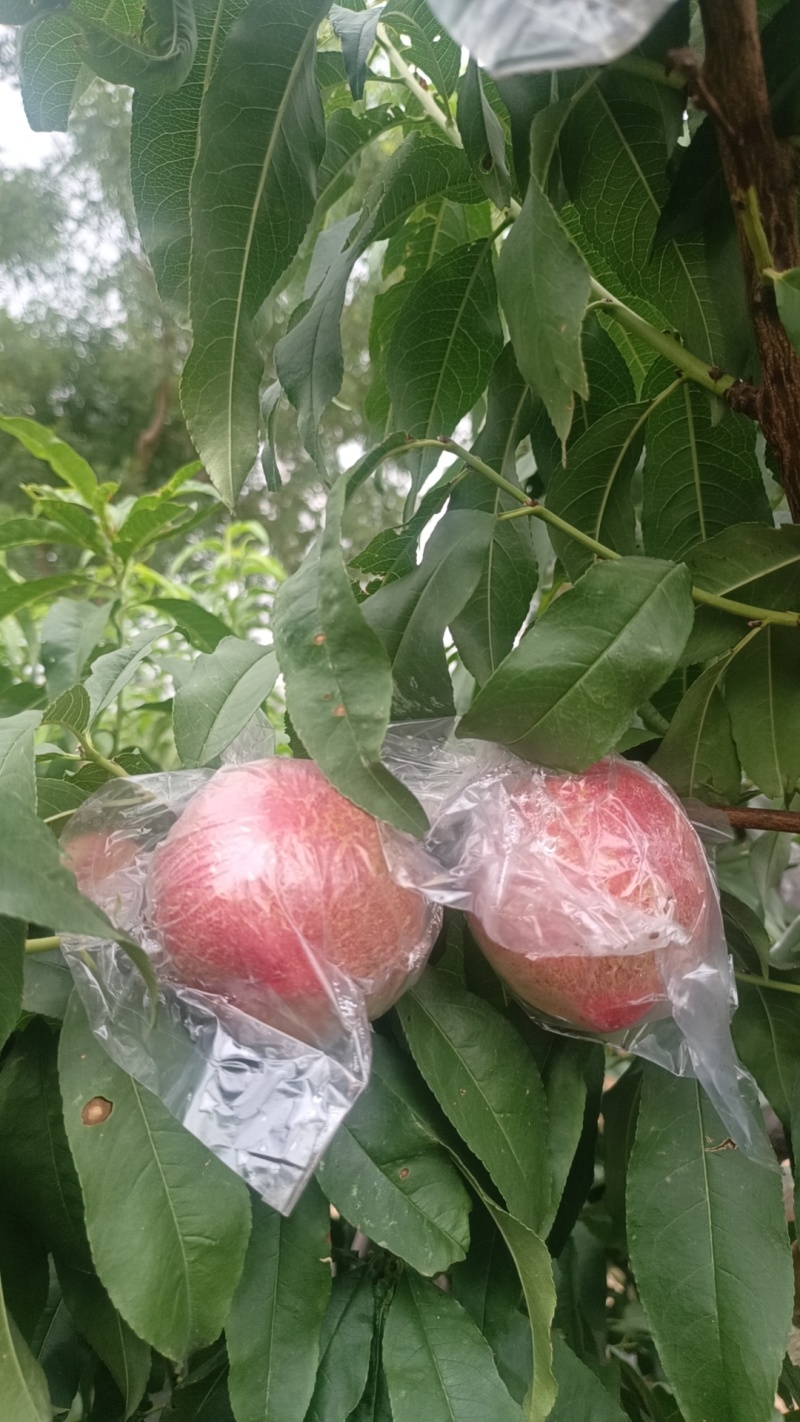 陕西杠九油桃