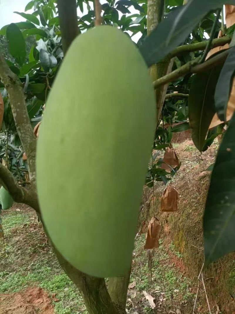 芒果品质上成量多