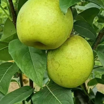 四川脆冠