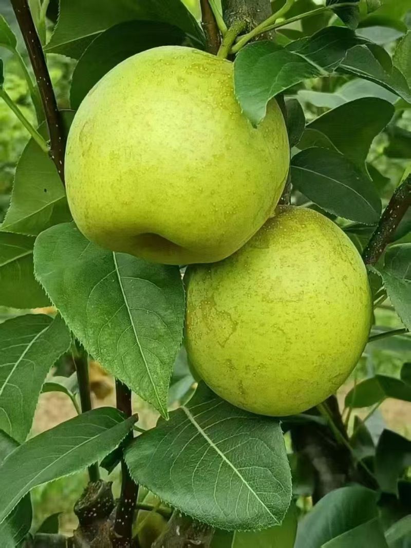 四川脆冠