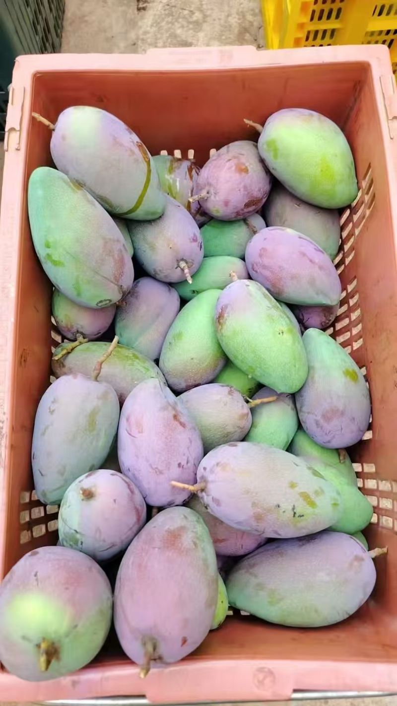 芒果品质上成量多