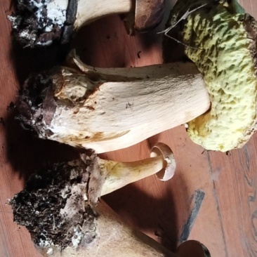 牛肝菌