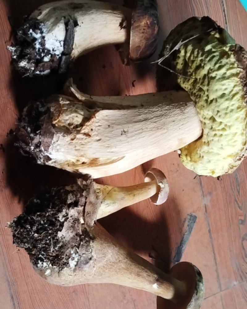 牛肝菌