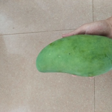 云南象牙甜脆芒果