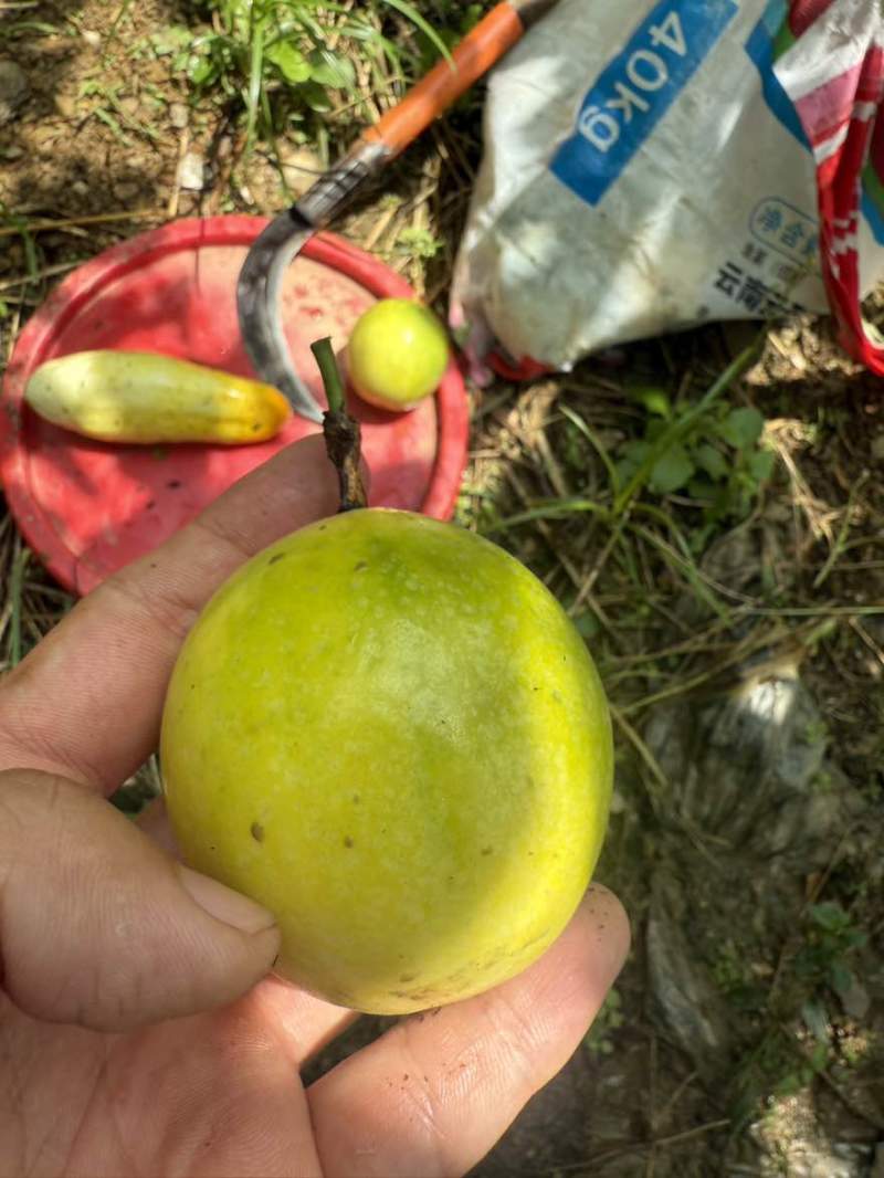 黄金百香果钦9
