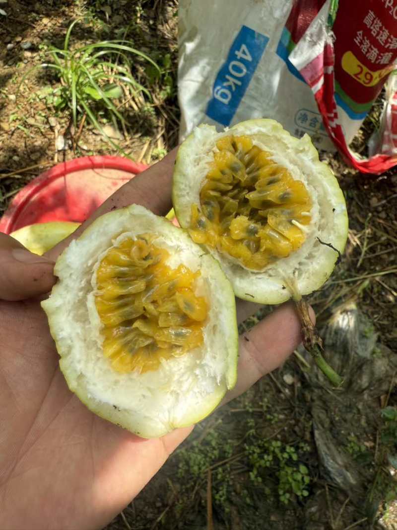 黄金百香果钦9