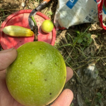 黄金百香果钦9