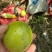 黄金百香果钦9