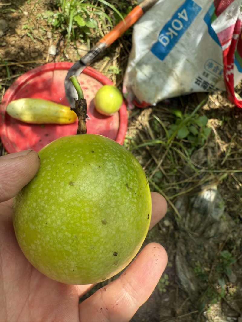 黄金百香果钦9