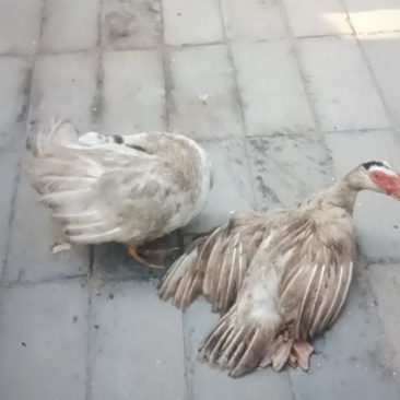 鸳鸯鸭