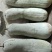 江西白皮冬瓜0.8