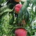 水蜜桃