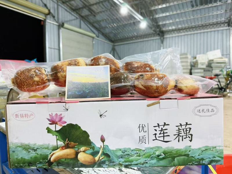 南沙新垦莲藕
