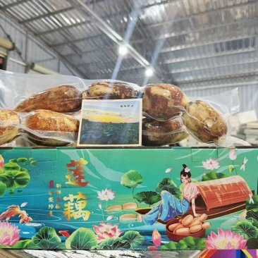 南沙新垦莲藕