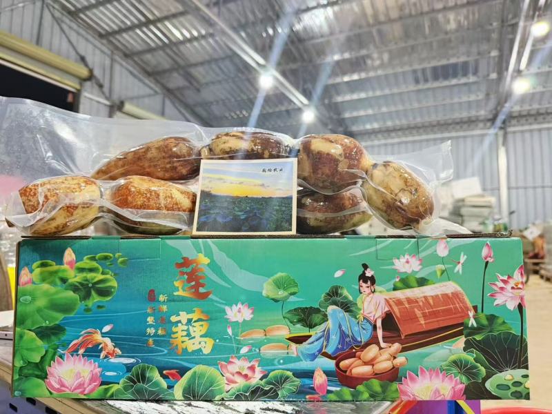 南沙新垦莲藕
