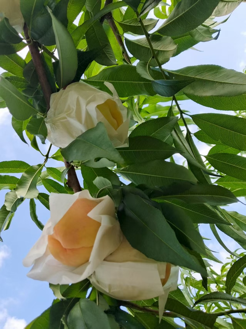 晚湖景水蜜桃