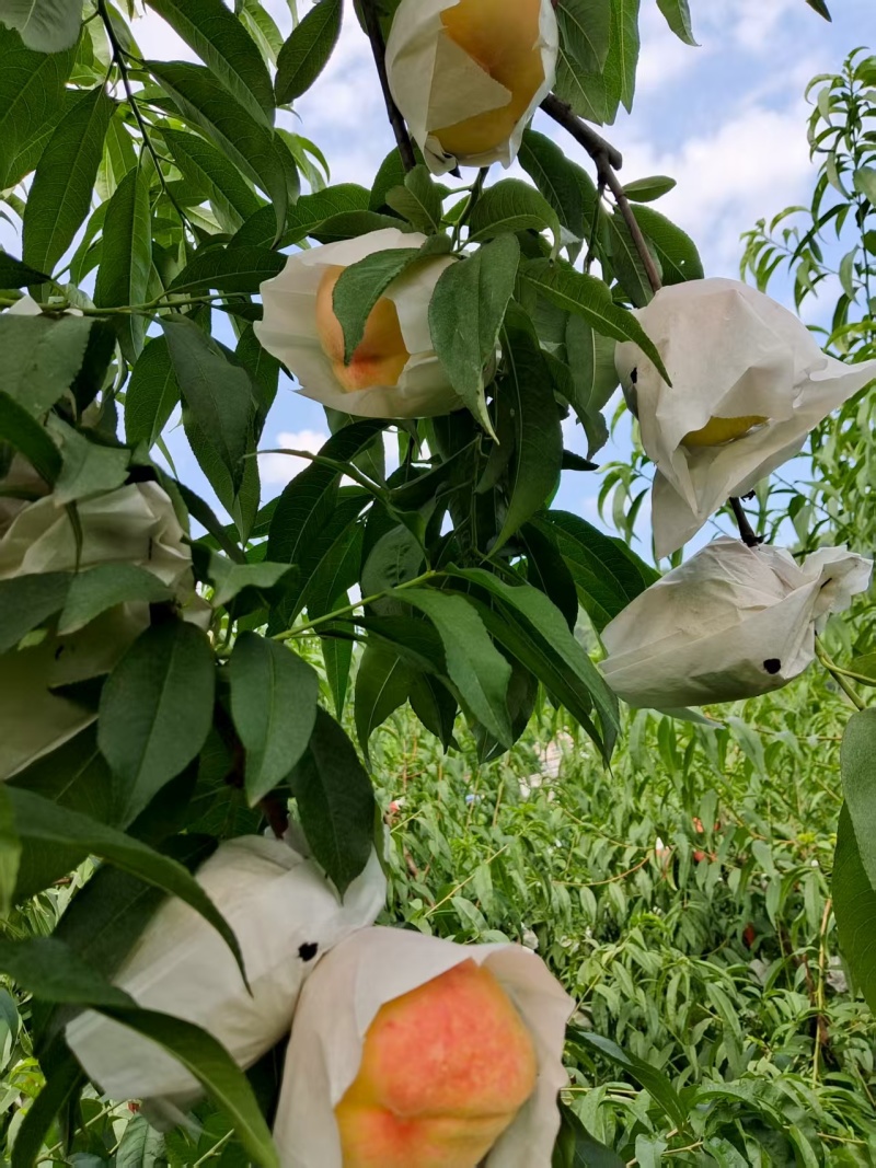 晚湖景水蜜桃