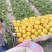 民勤蜜瓜种类齐全