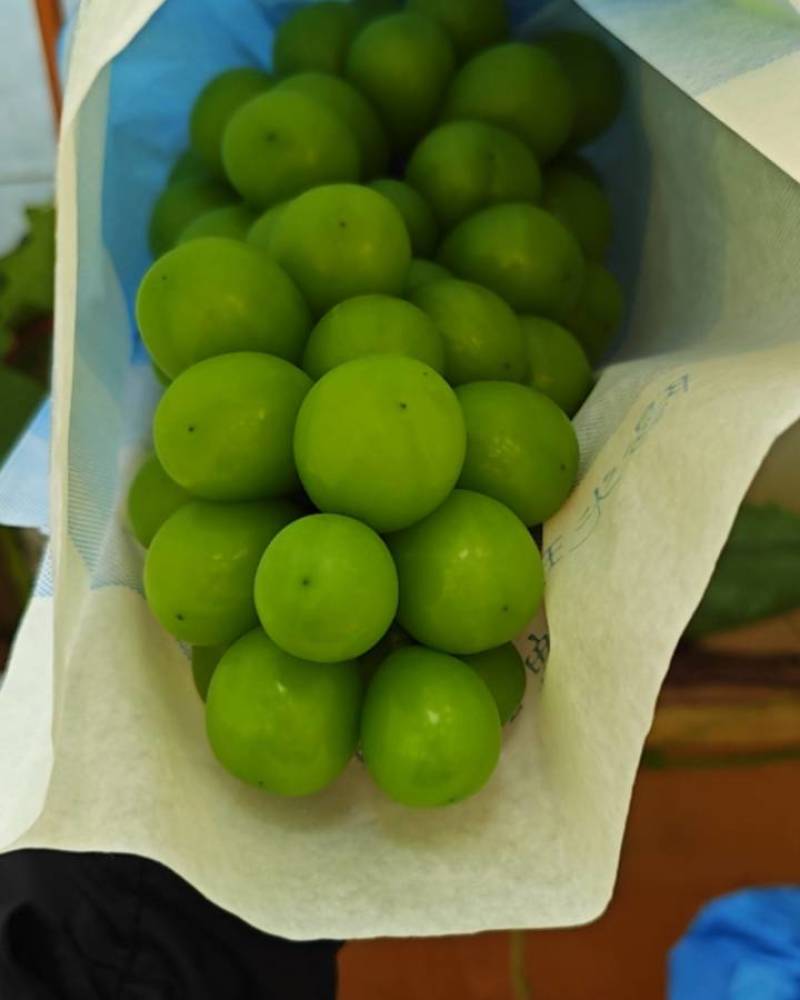 阳光玫瑰