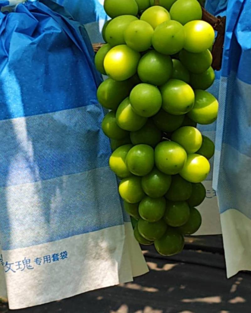 阳光玫瑰