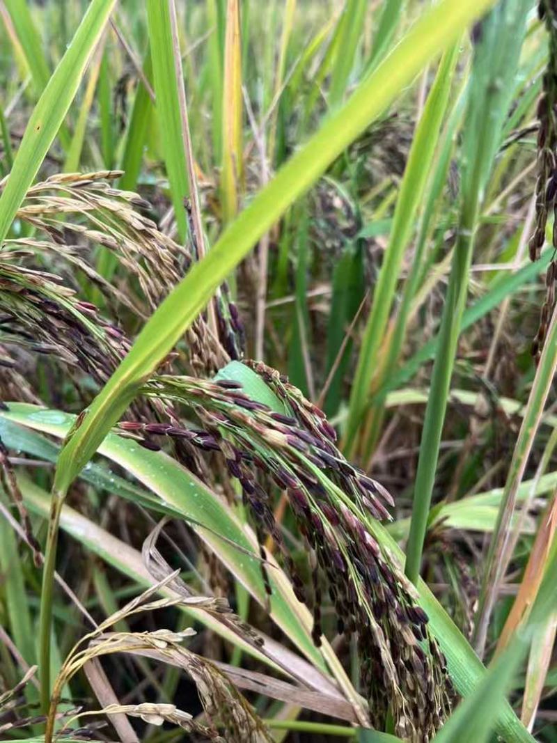 高山紫米自家种植溪水高山.800亩批发合作