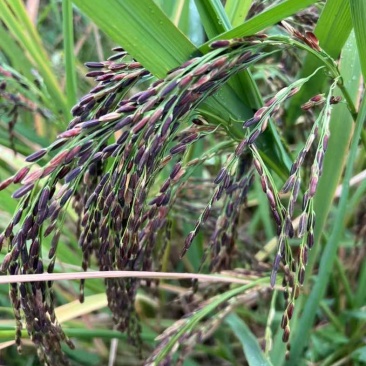高山紫米自家种植溪水高山.800亩批发合作