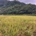 高山紫米自家种植溪水高山.800亩批发合作